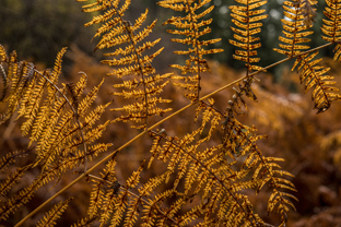 Fotos-Western-Way-Irland