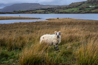 Fotos-Western-Way-Irland