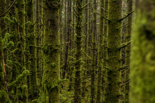 Fotos-Western-Way-Irland