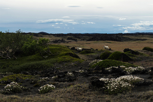 Fotos-Radreise-Island