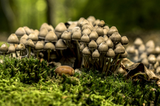 Fotos-Nationalpark-Kellerwald