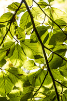 Fotos-Nationalpark-Kellerwald