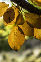 Fotos-Nationalpark-Kellerwald