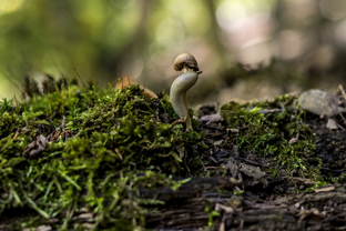Fotos-Nationalpark-Kellerwald