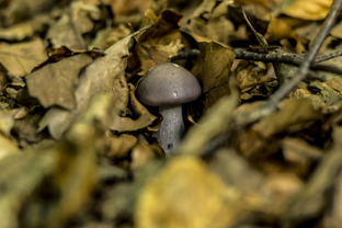 Fotos-Nationalpark-Kellerwald