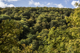 Fotos-Nationalpark-Kellerwald