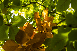 Fotos-Nationalpark-Kellerwald
