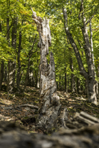 Fotos-Nationalpark-Kellerwald