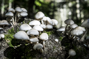 Fotos-Nationalpark-Kellerwald