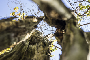 Fotos-Nationalpark-Kellerwald