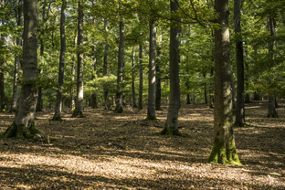 Fotos-Nationalpark-Kellerwald