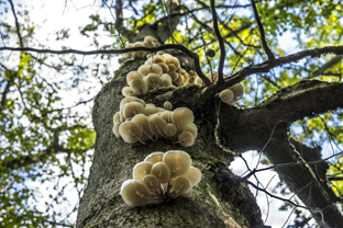 Fotos-Nationalpark-Kellerwald