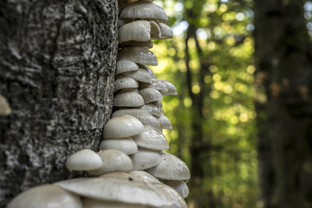 Fotos-Nationalpark-Kellerwald