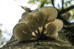 Fotos-Nationalpark-Kellerwald