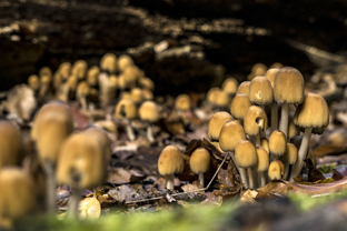 Fotos-Nationalpark-Kellerwald