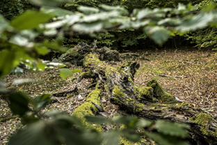 Fotos-Nationalpark-Kellerwald