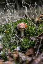 Fotos-Nationalpark-Kellerwald