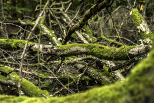 Fotos-Nationalpark-Kellerwald