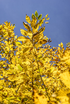 Fotos-Nationalpark-Kellerwald