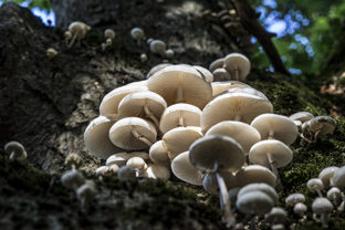 Fotos-Nationalpark-Kellerwald