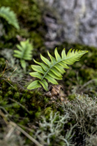 Fotos-Nationalpark-Kellerwald