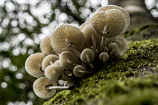 Fotos-Nationalpark-Kellerwald