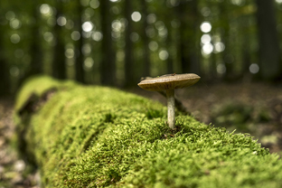 Fotos-Nationalpark-Kellerwald