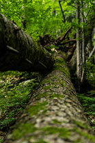 Fotos-Kranjska-Slowenien