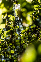 Fotos-Kranjska-Slowenien