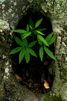 Fotos-Kranjska-Slowenien