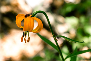 Fotos-Kranjska-Slowenien