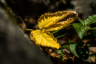 Fotos-Kranjska-Slowenien