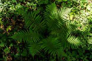 Fotos-Kranjska-Slowenien