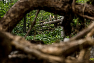 Fotos-Kranjska-Slowenien