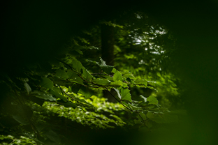 Fotos-Kranjska-Slowenien