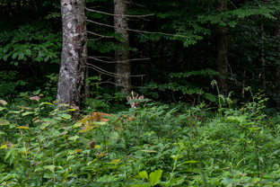 Fotos-Kranjska-Slowenien