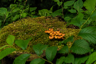 Fotos-Kranjska-Slowenien