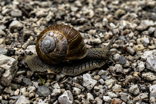 Fotos-Kranjska-Slowenien