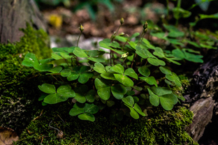 Fotos-Kranjska-Slowenien