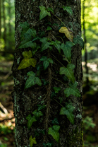 Fotos-Kranjska-Slowenien