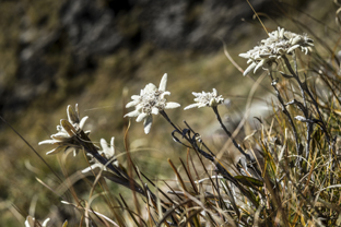 Fotos-Muerren-Schweiz