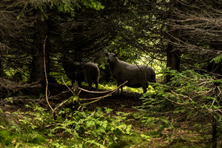 Fotos-Radreise-Nordkalotte-Skandinavien