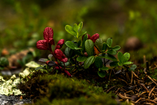 Fotos-Radreise-Nordkalotte-Skandinavien