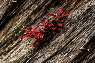 Fotos-Radreise-Nordkalotte-Skandinavien