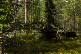 Fotos-Radreise-Nordkalotte-Skandinavien