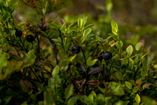 Fotos-Radreise-Nordkalotte-Skandinavien