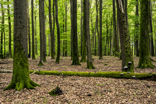 Fotos-Pfaelzer-Wald