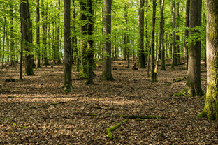 Fotos-Pfaelzer-Wald