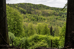 Fotos-Pfaelzer-Wald