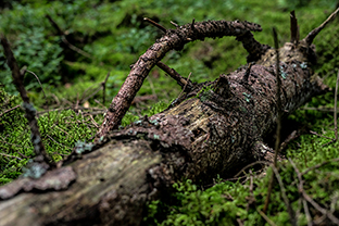 Fotos-Masurische-Seen